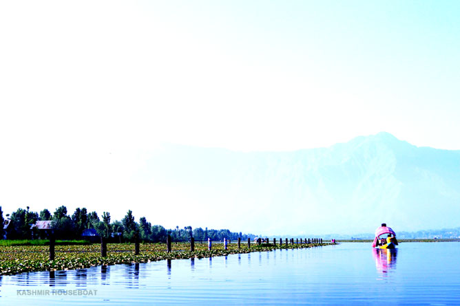 Shikara Boat Tour