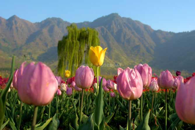 Tulip Garden Kashmir